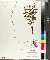 Lycopus rubellus image