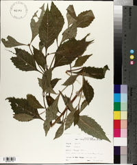 Lycopus rubellus image