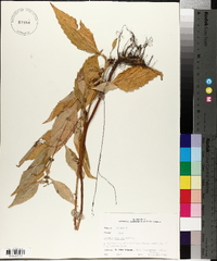 Lycopus rubellus image