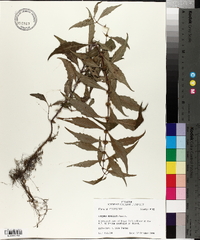 Lycopus rubellus image