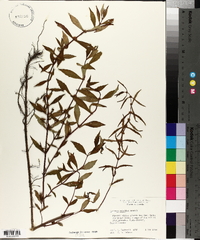 Lycopus rubellus image