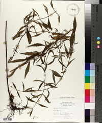 Lycopus rubellus image