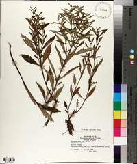Lycopus rubellus image