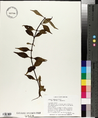 Lycopus rubellus image