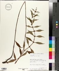 Lycopus rubellus image