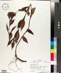 Lycopus rubellus image