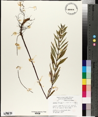 Lycopus rubellus var. angustifolius image