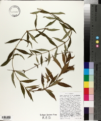 Lycopus rubellus var. angustifolius image