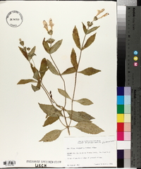 Macbridea caroliniana image