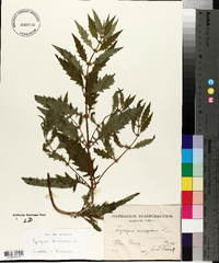 Lycopus europaeus image
