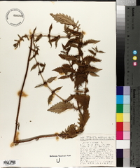 Lycopus europaeus image