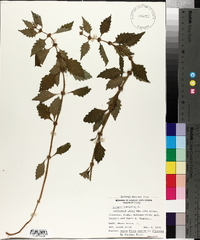Lycopus europaeus image