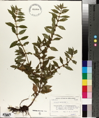 Lycopus europaeus image