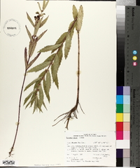 Lycopus asper image