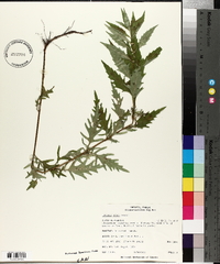 Lycopus asper image