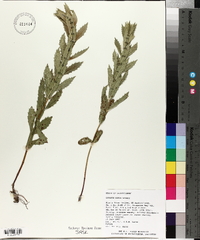Lycopus asper image