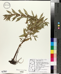 Lycopus asper image