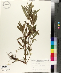 Lycopus asper image