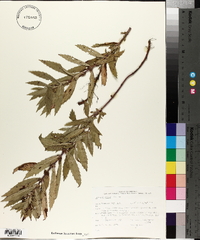 Lycopus asper image