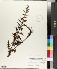 Lycopus asper image