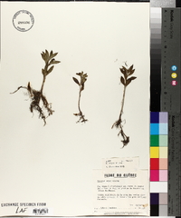 Lycopus asper image