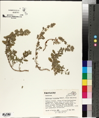 Majorana hortensis image