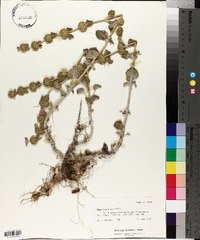 Marrubium vulgare image