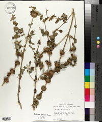 Marrubium vulgare image