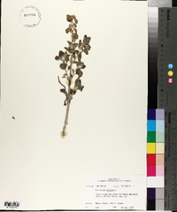 Marrubium vulgare image