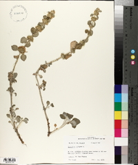 Marrubium vulgare image
