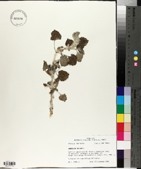 Marrubium vulgare image