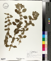 Marrubium vulgare image