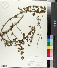 Marrubium vulgare image