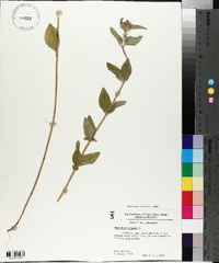 Marrubium vulgare image