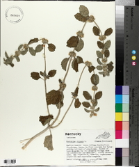 Marrubium vulgare image