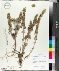 Marrubium vulgare image
