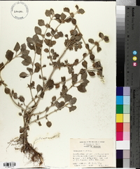 Marrubium vulgare image