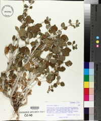 Marrubium vulgare image