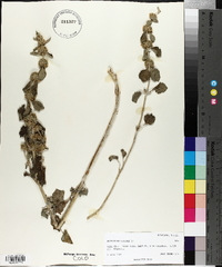 Marrubium vulgare image
