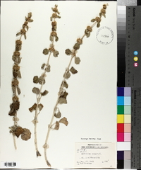 Marrubium vulgare image