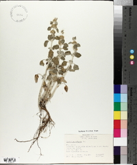 Marrubium vulgare image