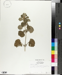 Marrubium vulgare image