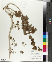 Marrubium vulgare image