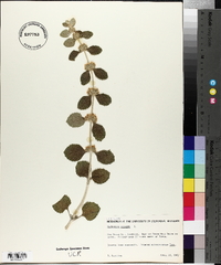 Marrubium vulgare image