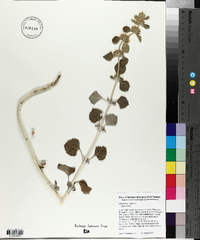Marrubium vulgare image