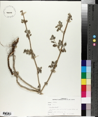 Marrubium vulgare image