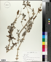 Marrubium vulgare image