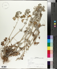 Marrubium vulgare image