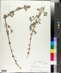 Marrubium vulgare image