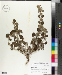 Marrubium vulgare image